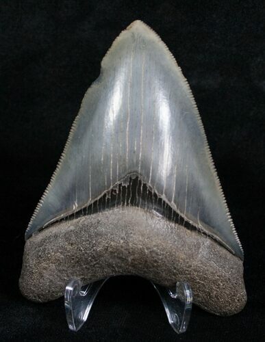 Inch Megalodon Tooth - Savannah, GA #4179
